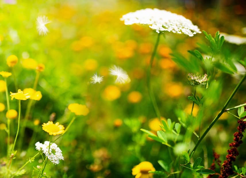 sunset and flowers