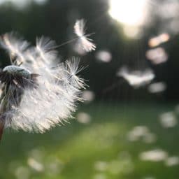 Dandelion seeds blowing in the air.