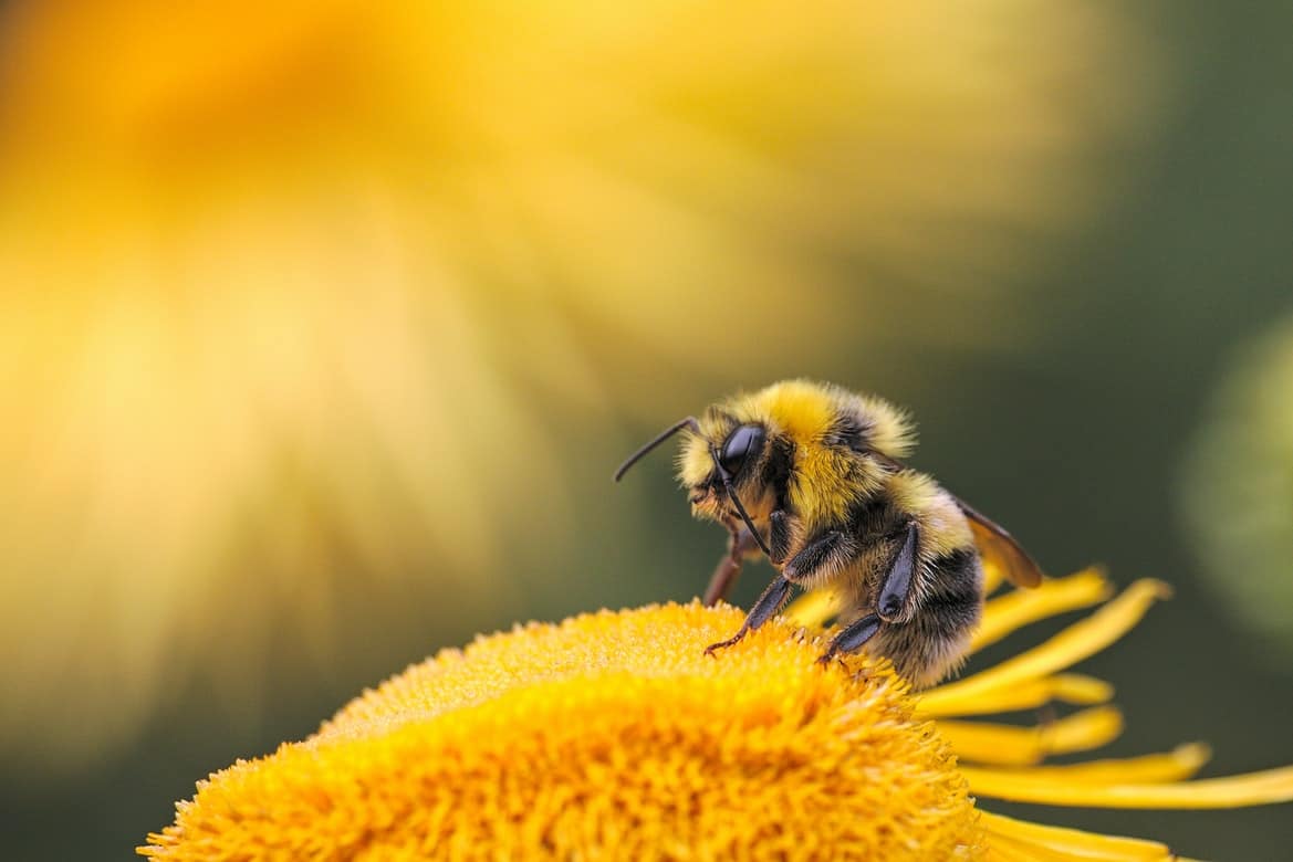 A close-up of a bee on a flower.