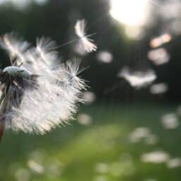 Close up of a dandelion blowing in the wind.