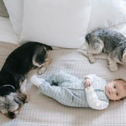 A baby and two small dogs lying in bed.