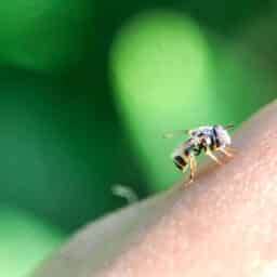 Close up of a bee sitting on someone's arm