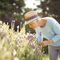 Woman smelling lavender flowers in the garden, allergy symptom-free