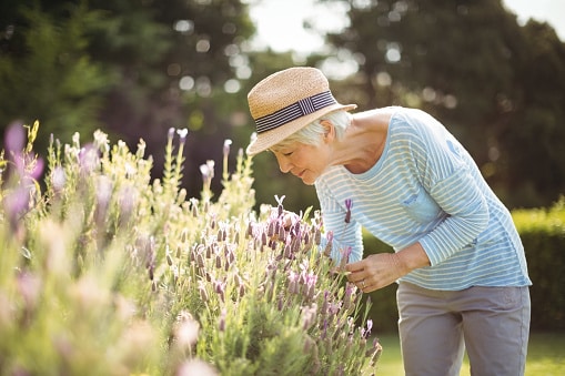 Woman smelling lavender flowers in the garden, allergy symptom-free